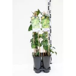 Hedera colc. Sulphur Heart