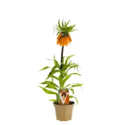 Fritillaria imperalis Lutea P21 C5 YELLOW