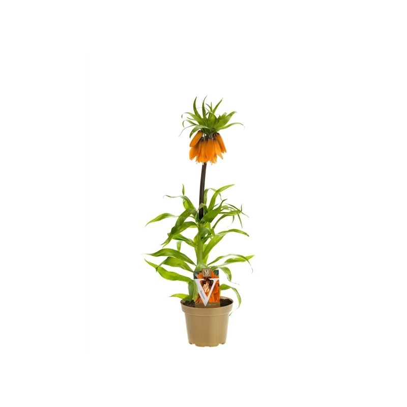 Imperatoriškoji margutė - Fritillaria imperalis AURORA