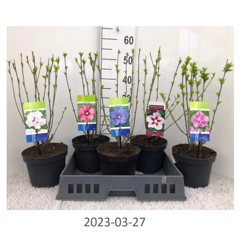 Sirinių hibiskų China Chiffon sodinukai su pristatymu į namus