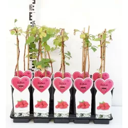 Raspberry - Rubus idaeus TULAMEEN