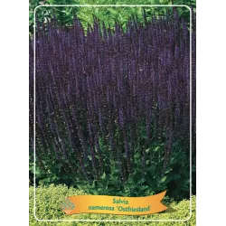 Salvia nemorosa OSTFRIESLAND