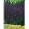 Gojinis šalavijas - Salvia OSTFRIESLAND