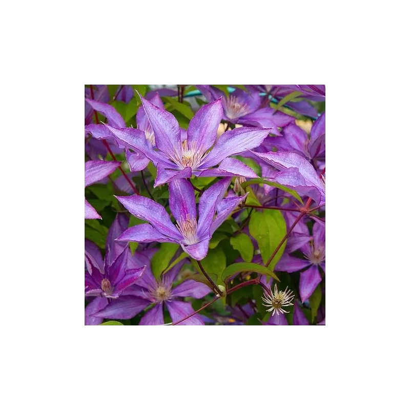 Raganė - Clematis DOROTHY WALTON (BAGATELLE) Raganė - Clematis DOROTHY WALTON (BAGATELLE)