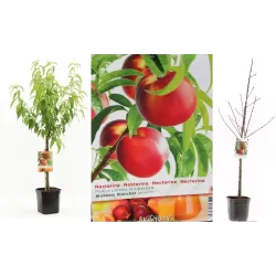 Nektarinas (skiepytas, žemaūgis) - Prunus persica nucipersica Mme BLANCHET P26C7.5 krūmo f. su spalvota fotoetikete UŽSAKYMAS PAVASARIUI