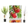 Nektarinas (skiepytas, žemaūgis) - Prunus persica nucipersica Mme BLANCHET P26C7.5 krūmo f. su spalvota fotoetikete UŽSAKYMAS PAVASARIUI