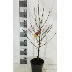Nektarinas (skiepytas, žemaūgis) - Prunus persica nucipersica Mme BLANCHET P26C7.5 krūmo f. su spalvota fotoetikete UŽSAKYMAS PAVASARIUI