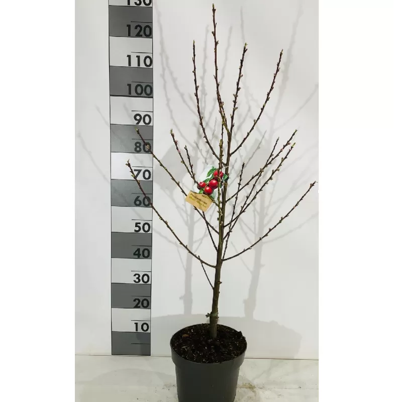Nektarinas (skiepytas, žemaūgis) - Prunus persica nucipersica Mme BLANCHET P26C7.5 krūmo f. su spalvota fotoetikete UŽSAKYMAS PAVASARIUI