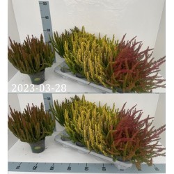 copy of Paprastasis viržis - Calluna vulgaris SKYLINE P9 gyva foto