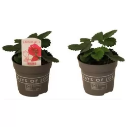 Braškė (remontantinė) EVE'S DELIGHT ('Ievos džiaugsmas') -  Fragaria x ananassa 11Ø 20cm