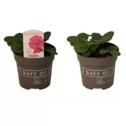 Braškė (remontantinė) EVE'S DELIGHT ('Ievos džiaugsmas') -  Fragaria x ananassa 11Ø 20cm