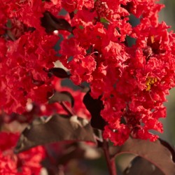 Lagerstroemia indica RED HOT