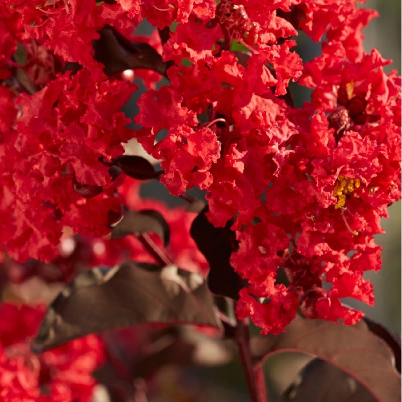 Lagerstroemia indica RED HOT