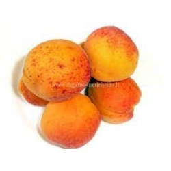 Abrikosas - Prunus armeniaca RAUDONSKRUOSTIS