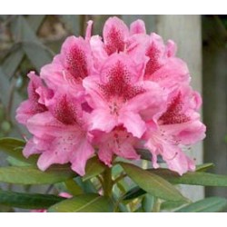 Rhododendron COSMOPOLITAN