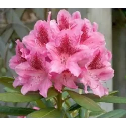 Rododendras - Rhododendron COSMOPOLITAN