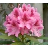 Rododendras - Rhododendron COSMOPOLITAN