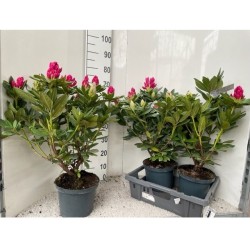 Rhododendron COSMOPOLITAN