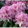 Rododendras - Rhododendron COSMOPOLITAN