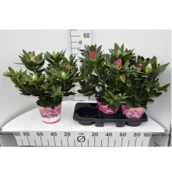 Rhododendron COSMOPOLITAN