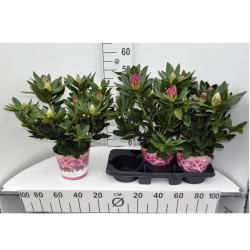 Rododendras - Rhododendron COSMOPOLITAN