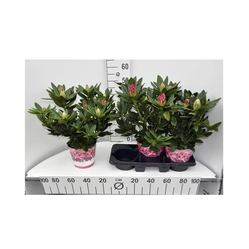 Rhododendron COSMOPOLITAN