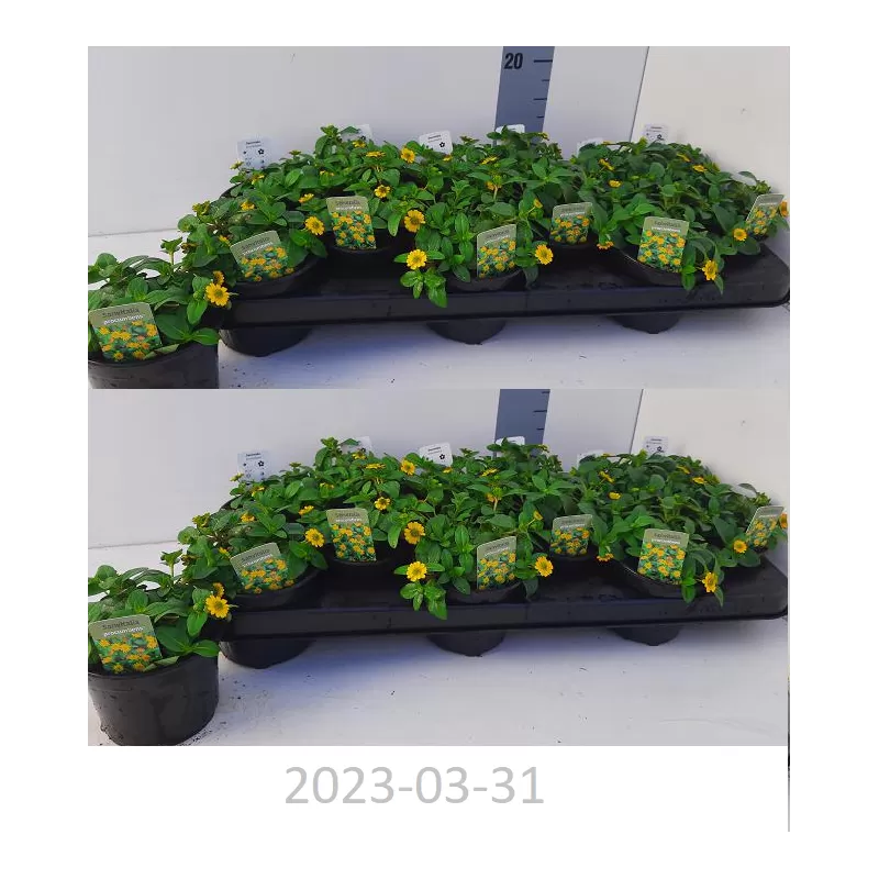 Sanvitalija - Sanvitalia procumbens Sunvy Super Gold 11