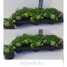 Sanvitalija - Sanvitalia procumbens Sunvy Super Gold 11