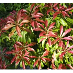 Japoninis bereinutis - Pieris japonica VALLEY ROSE