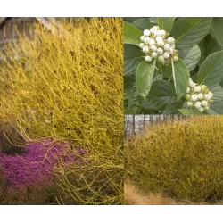 Palaipinė sedula - Cornus sericea FLAVIRAMEA