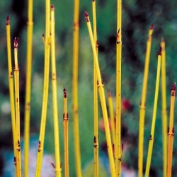 Palaipinė sedula - Cornus sericea FLAVIRAMEA