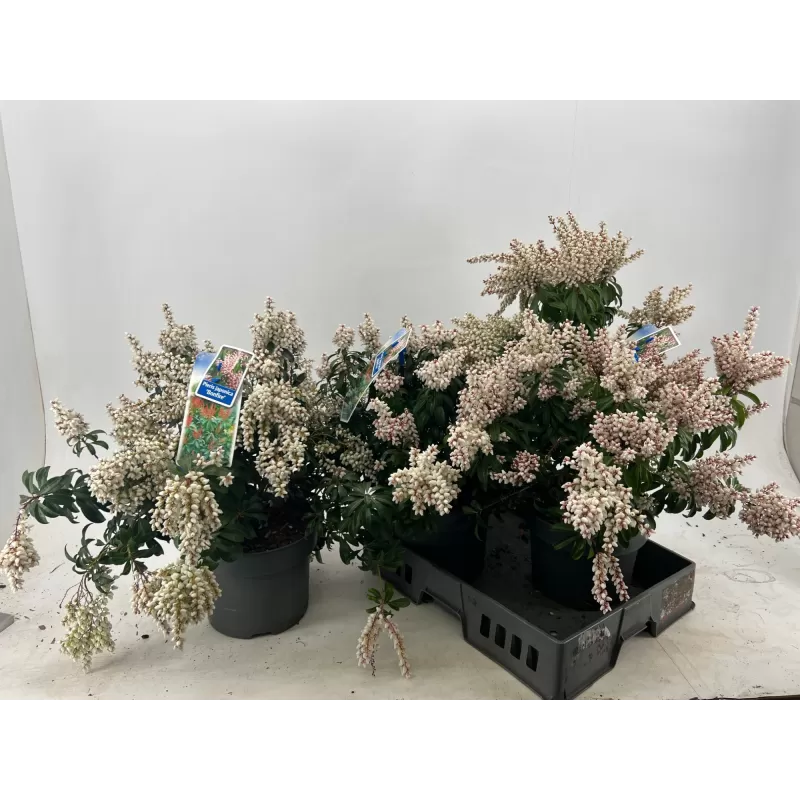 Japoninis bereinutis - Pieris japonica BONFIRE