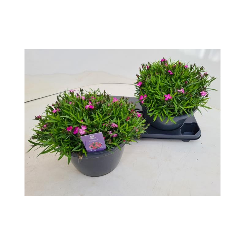 Puošnusis gvazdikas - Dianthus superbus Kahori Pink