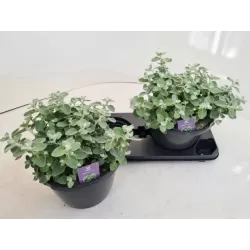 Smulkialapis šlamutis - Helichrysum microphyllum SILVER MIST