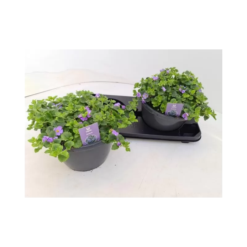 Širdiškoji sutera - Sutera cordata Baristo Blue