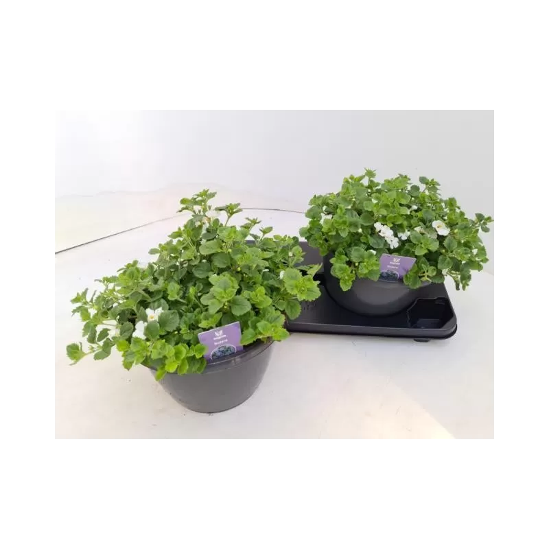 Širdiškoji sutera - Sutera cordata GGG Summerlovers Copa