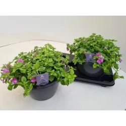 Širdiškoji sutera - Sutera cordata GGG Summerlovers Copa Rose