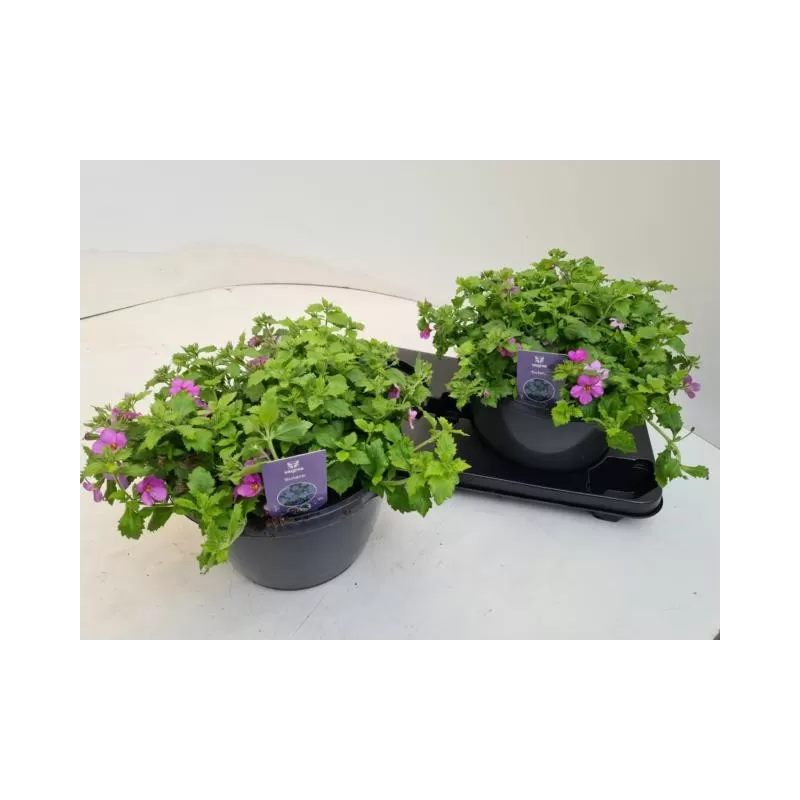 copy of Širdiškoji sutera - Sutera cordata Baristo Blue