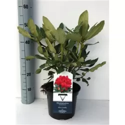 Rododendras Nova Zembla - Rhododendron 'Nova Zembla'