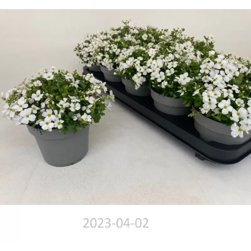 Daugiametės gėlės internetu su pristatymu į namus