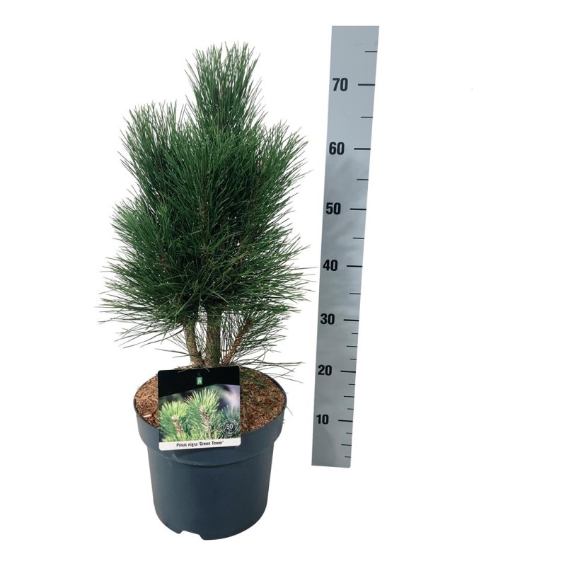 copy of Juodoji pušis - Pinus nigra Green Tower C12 60-80