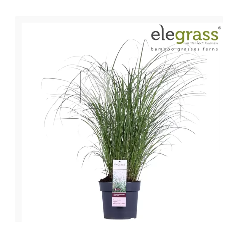 Hoogeveen augintojo vijokliniai ir kiti augalai internetu