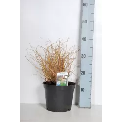 Dekoratyviniai augalai internetu