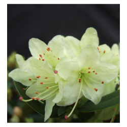 Fortūno rododendras - Rhododendron fortunei SHAMROCK