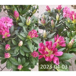 Rhododendron COSMOPOLITAN