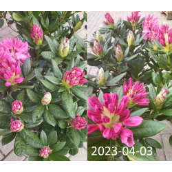 Rododendras - Rhododendron COSMOPOLITAN