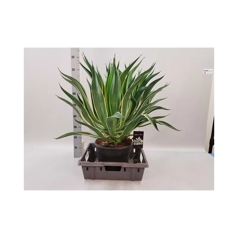 Amerikinė agava - Agave americana VARIEGATA