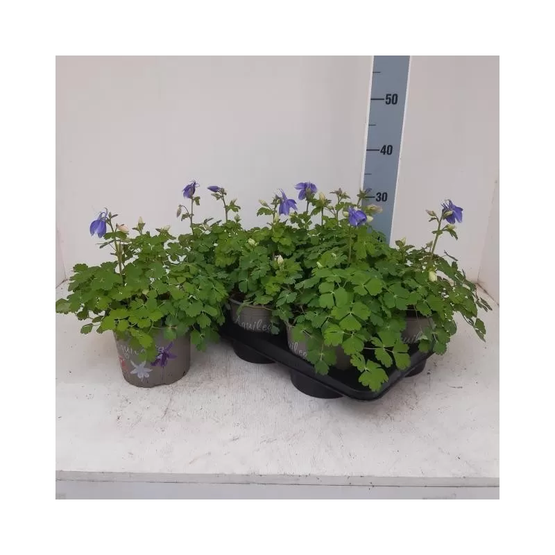 Žydrasis sinavadas - Aquilegia caerulea