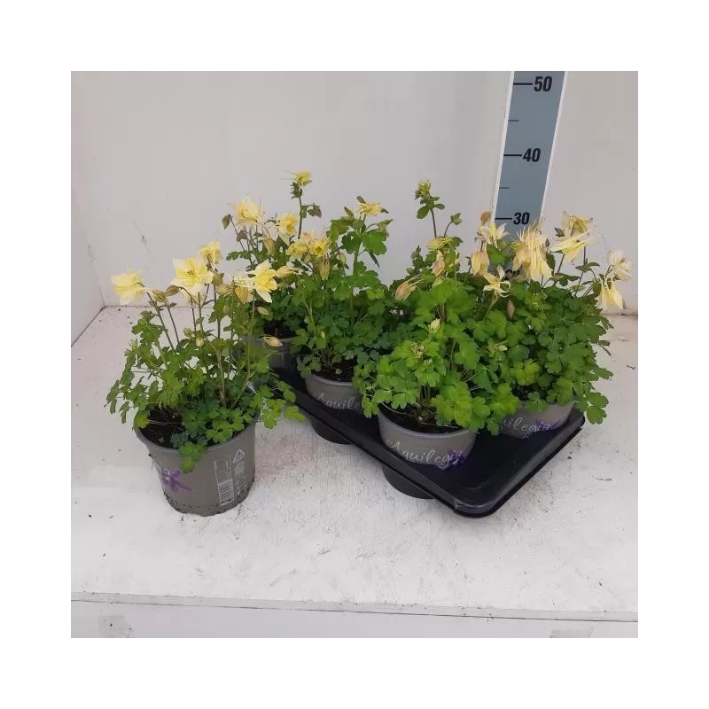 Žydrasis sinavadas geltonžiedė f. - Aquilegia caerulea