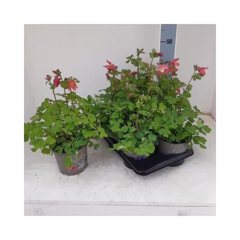 Žydrasis sinavadasraudonžiedė f. - Aquilegia caerulea